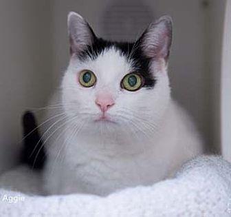 Aggie (10596369)