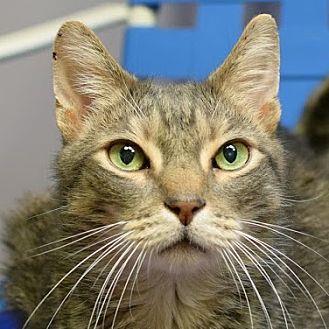 Al Cat (20823067)
