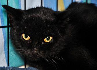 Alex (bonded (20621557)