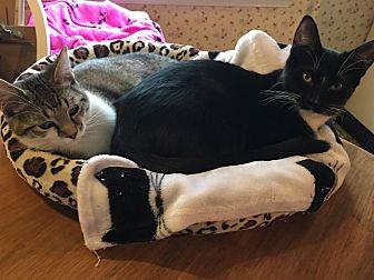 Alexis-Adopt (20898083)