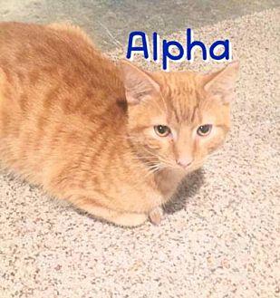 Alpha (19679756)