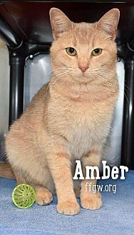 Amber (21018492)