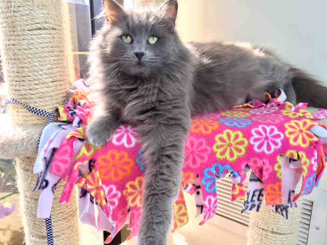 AMBER (A1069077)