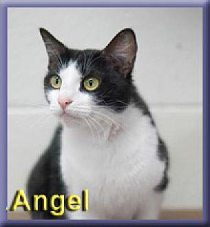 Angel (20487134)