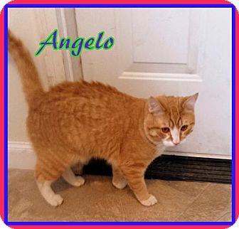 Angelo (17472452)