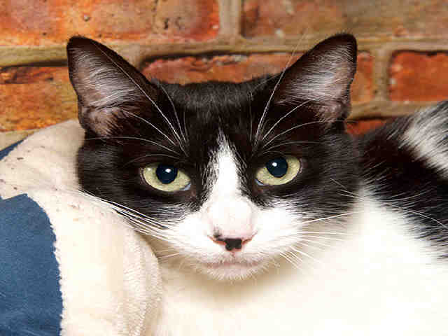 ARETHA (A036720)