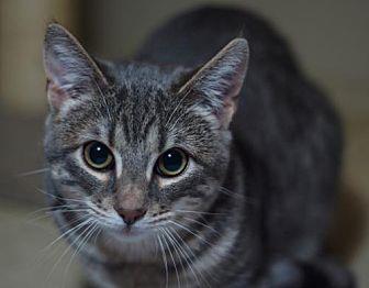 Ashwin (male (20858360)