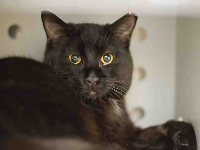AXEL (A908082)