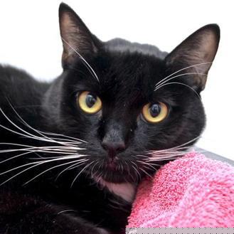 BabyCat (20941915)