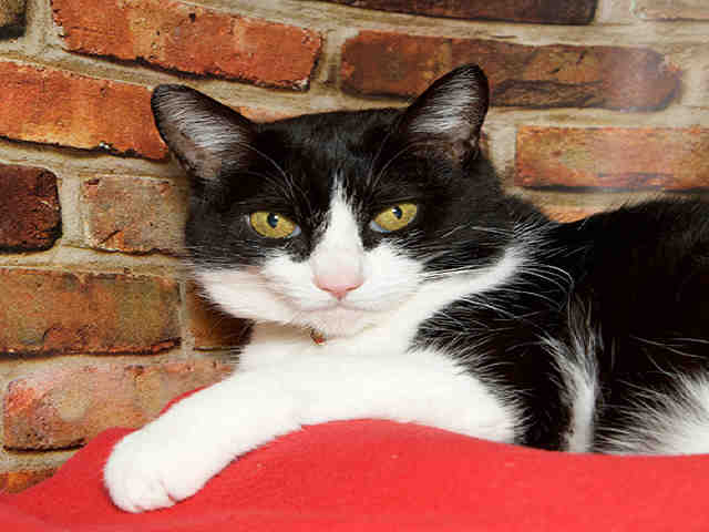 BANDIT (A035089)