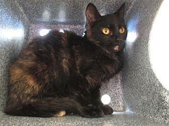 Barn Cat Fer (20916898)