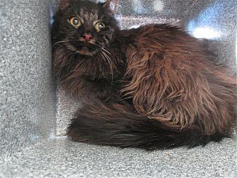 Barn Cat Fer (20916899)