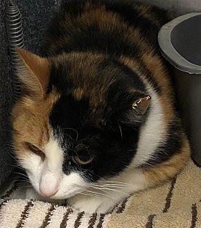 Barn Cat Fer (20952488)