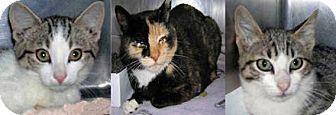 Barn Cats (11492284)