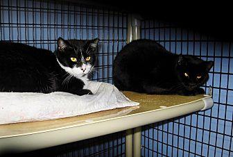 Barn Cats (12295023)