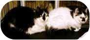 Barn Cats! (1451927)