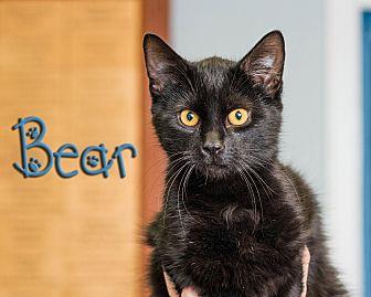 Bear (21053583)