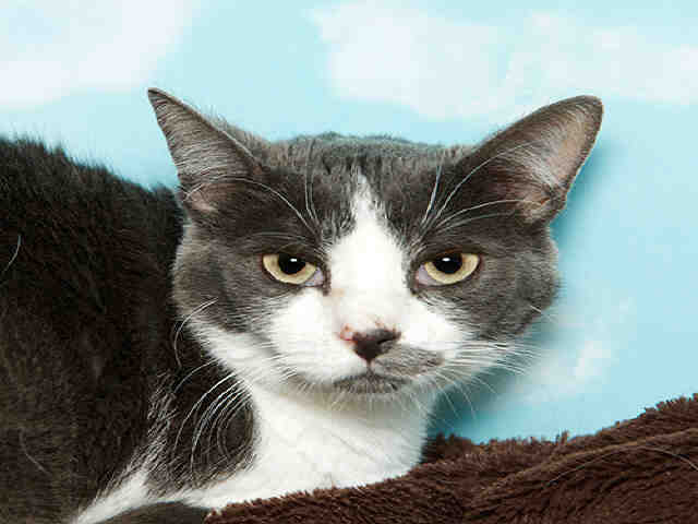 BELLE (A023719)