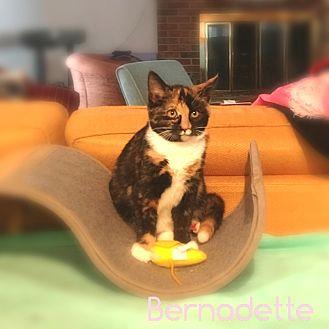 Bernadette (20243124)