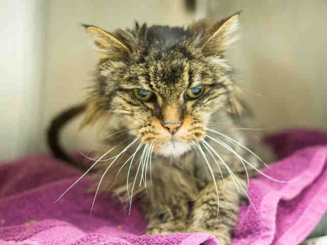 BERNIE (A906854)