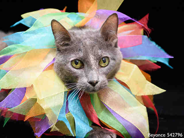 BEYONCE (A542796)