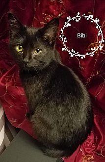 Bibi (20538452)