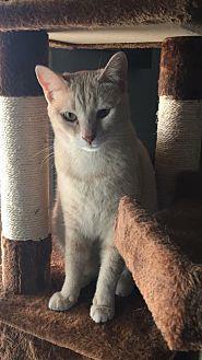 Bindi (20928632)