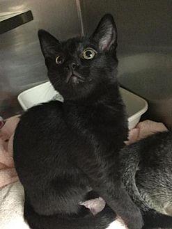 Black Kitten (20952911)