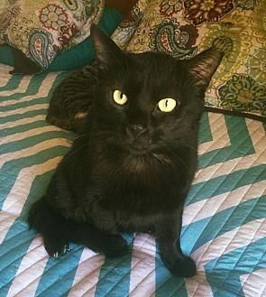 BLACKIE (15122453)
