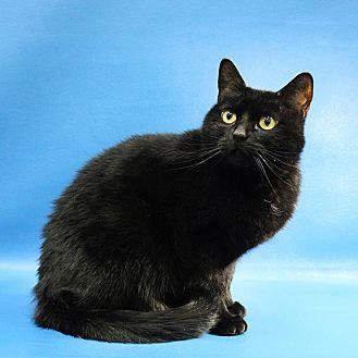 Blackie (20816004)