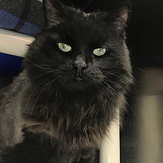 Blackie (20910926)