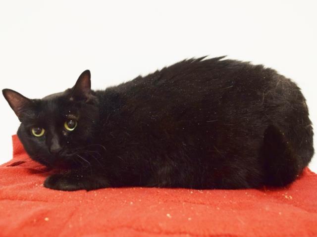 BLACKIE (A730791)