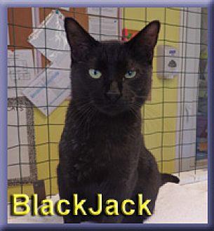 Blackjack (20355134)