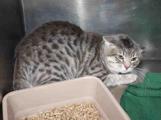 BLARNEY TNR (A120469)