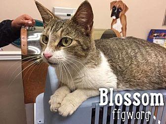 Blossom (18648012)