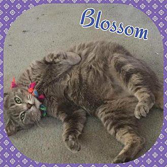 Blossom (20241076)