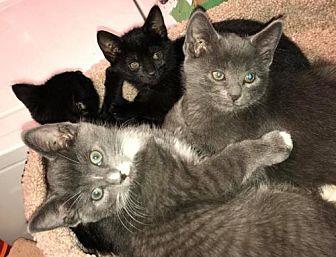 Blue – adopt (21031903)