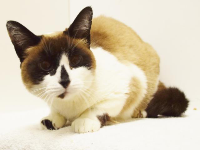 BONNIE BLUE (A730578)