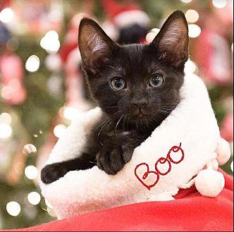 Boo (20394195)