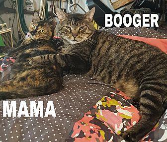 Booger (19374263)