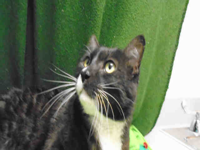 BOOTSIE (A178903)