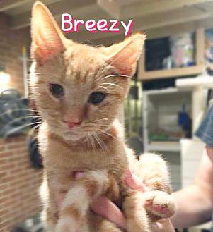 Breezy (19479271)