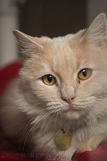 Brigid (20936542)