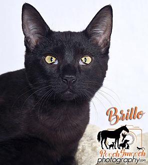Brillo (20796249)