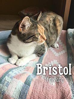 Bristol (20422923)