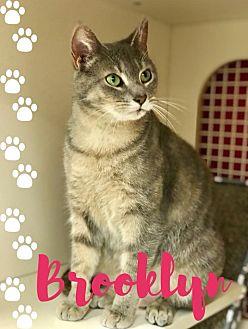 Brooklyn (20834256)