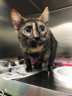 Brownie (21097413)