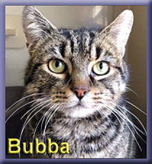 Bubba (20487150)