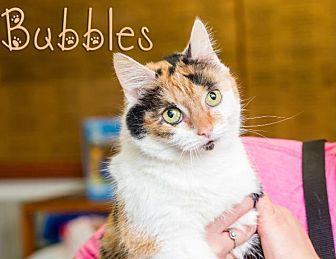 Bubbles (20862360)