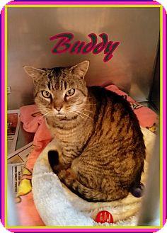 Buddy (17372850)